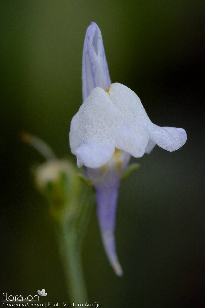 Linaria intricata - Flor (close-up) | Paulo Ventura Araújo; CC BY-NC 4.0