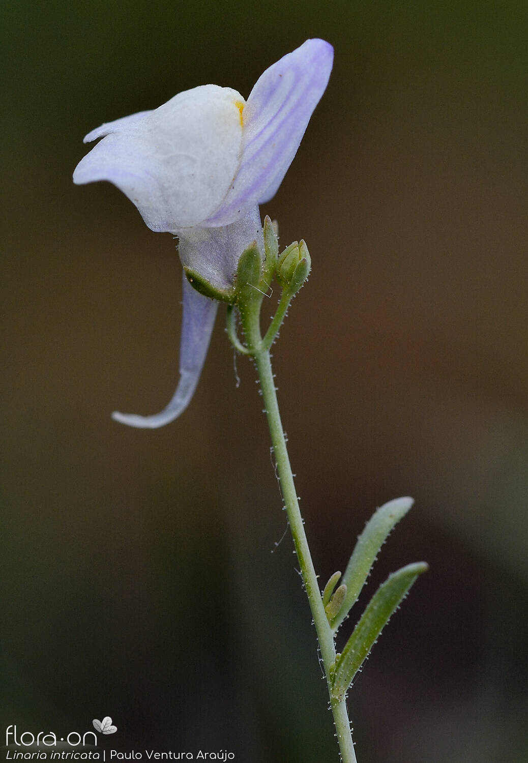 Linaria intricata - Flor (close-up) | Paulo Ventura Araújo; CC BY-NC 4.0
