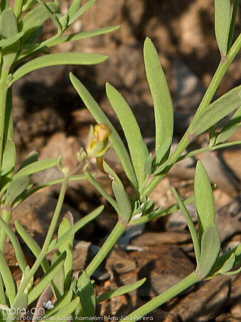 Linaria oblongifolia haenseleri - Folha | Ana Júlia Pereira; CC BY-NC 4.0