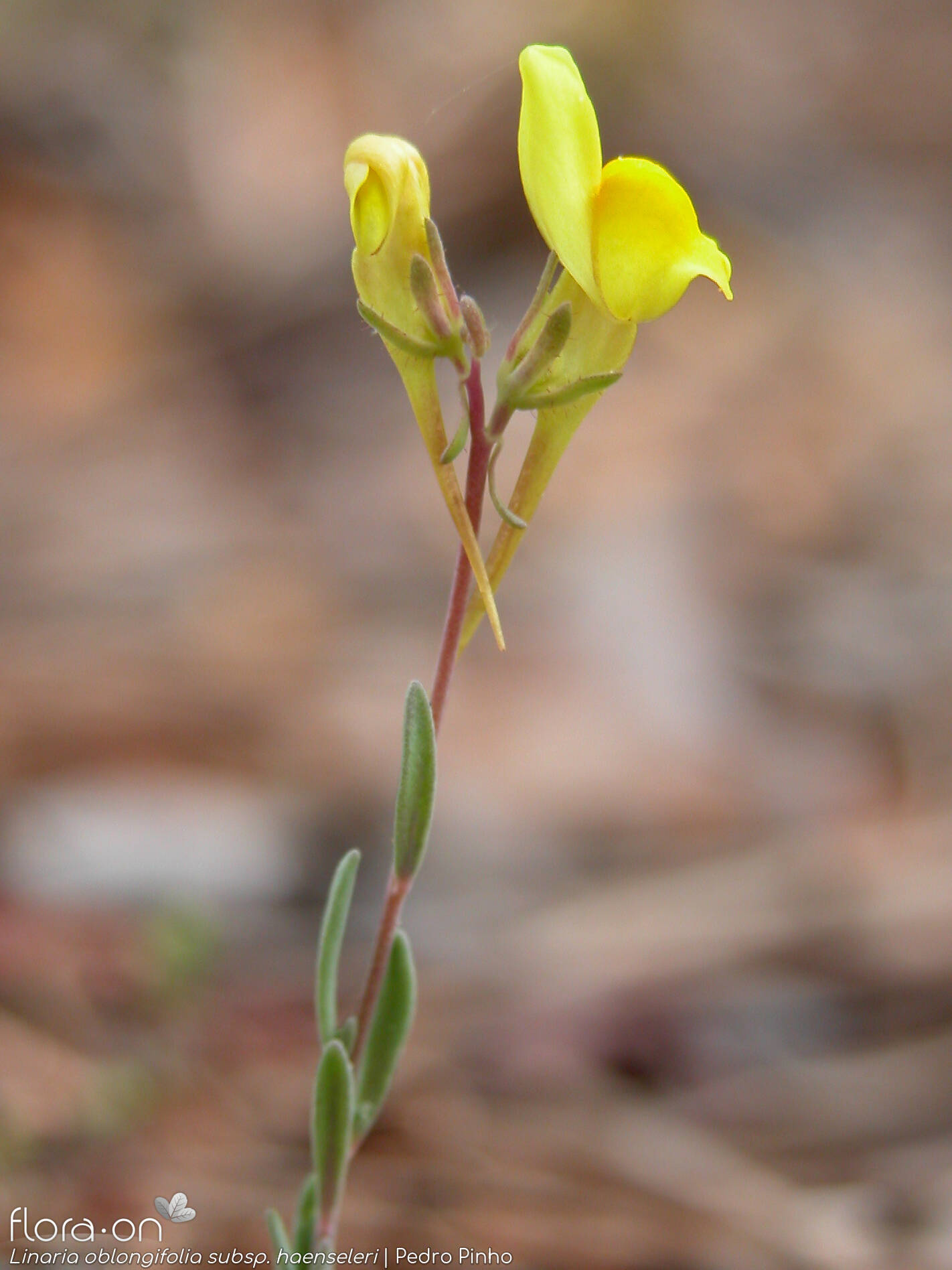 Linaria oblongifolia haenseleri - Flor (geral) | Pedro Pinho; CC BY-NC 4.0