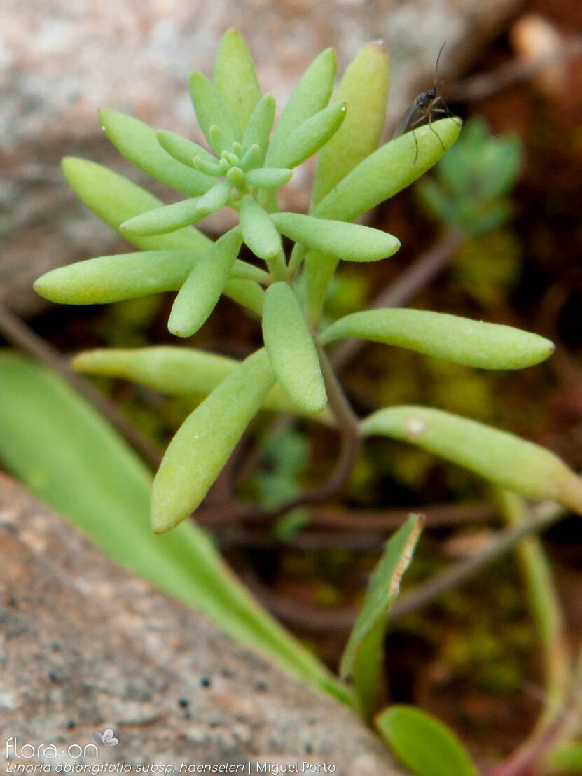 Linaria oblongifolia haenseleri - Folha | Miguel Porto; CC BY-NC 4.0