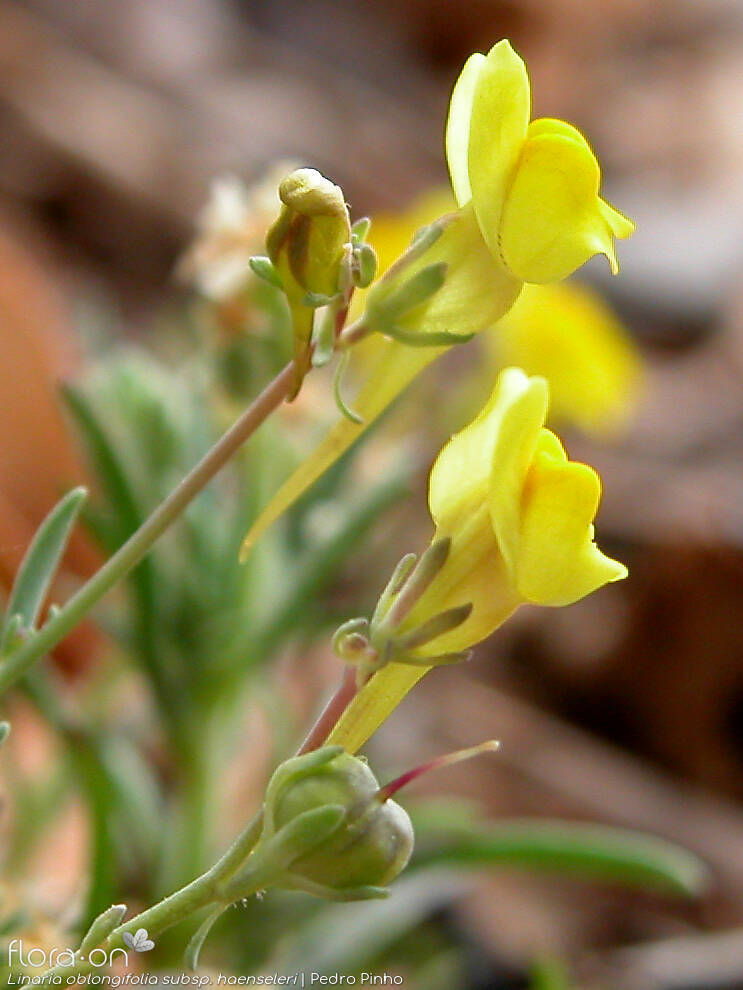 Linaria oblongifolia haenseleri - Flor (geral) | Pedro Pinho; CC BY-NC 4.0