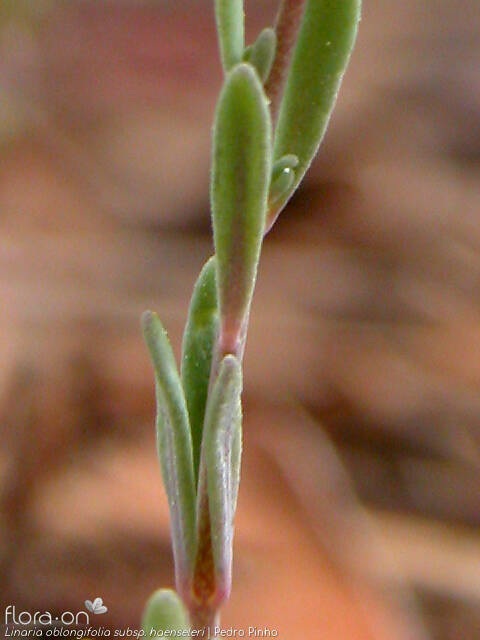 Linaria oblongifolia haenseleri - Folha | Pedro Pinho; CC BY-NC 4.0