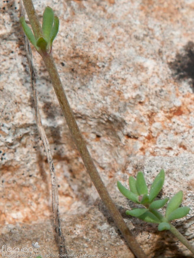 Linaria oblongifolia haenseleri - Caule | Miguel Porto; CC BY-NC 4.0