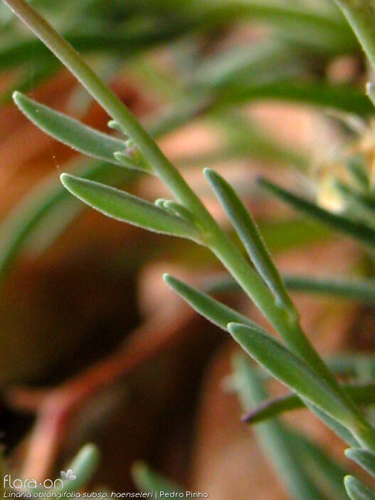 Linaria oblongifolia haenseleri - Folha | Pedro Pinho; CC BY-NC 4.0