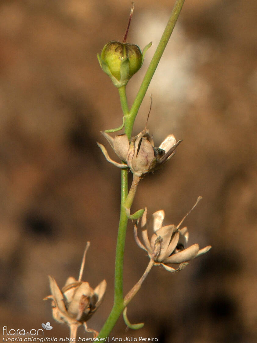 Linaria oblongifolia haenseleri - Fruto | Ana Júlia Pereira; CC BY-NC 4.0