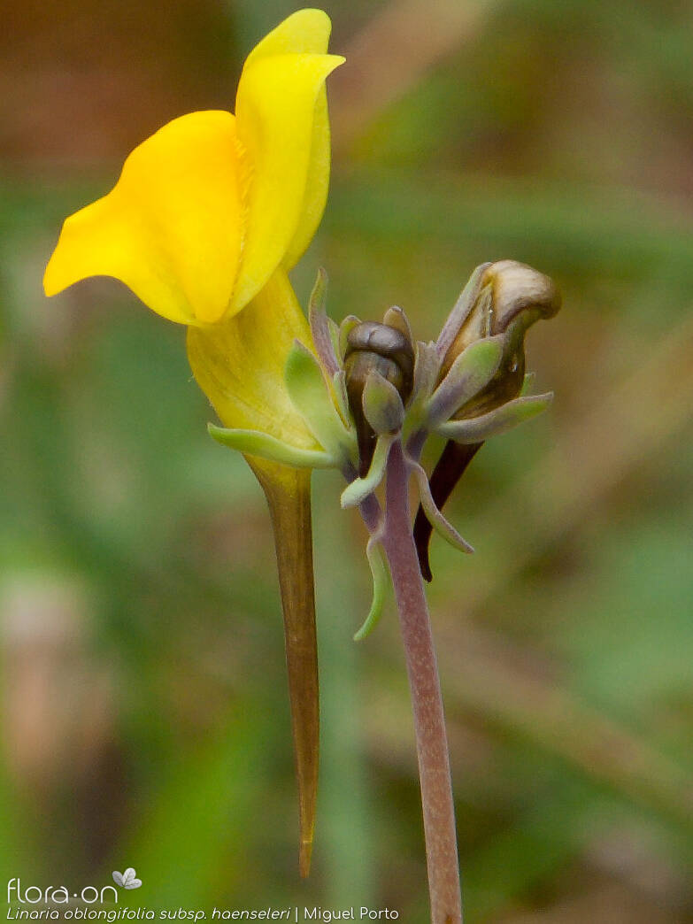 Linaria oblongifolia haenseleri - Flor (close-up) | Miguel Porto; CC BY-NC 4.0