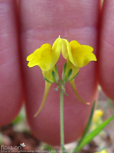 Linaria oblongifolia haenseleri - Flor (close-up) | Ana Júlia Pereira; CC BY-NC 4.0