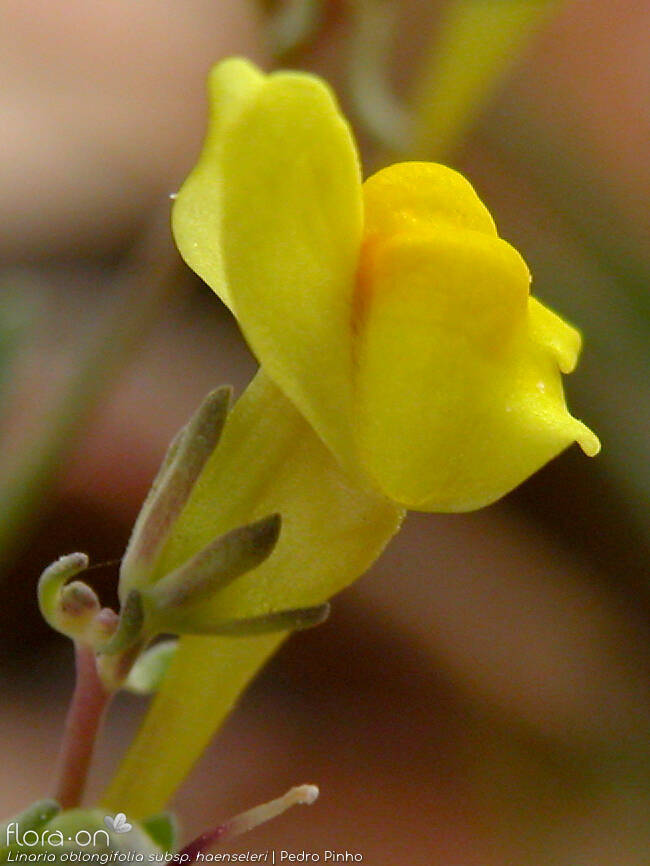 Linaria oblongifolia haenseleri - Flor (close-up) | Pedro Pinho; CC BY-NC 4.0