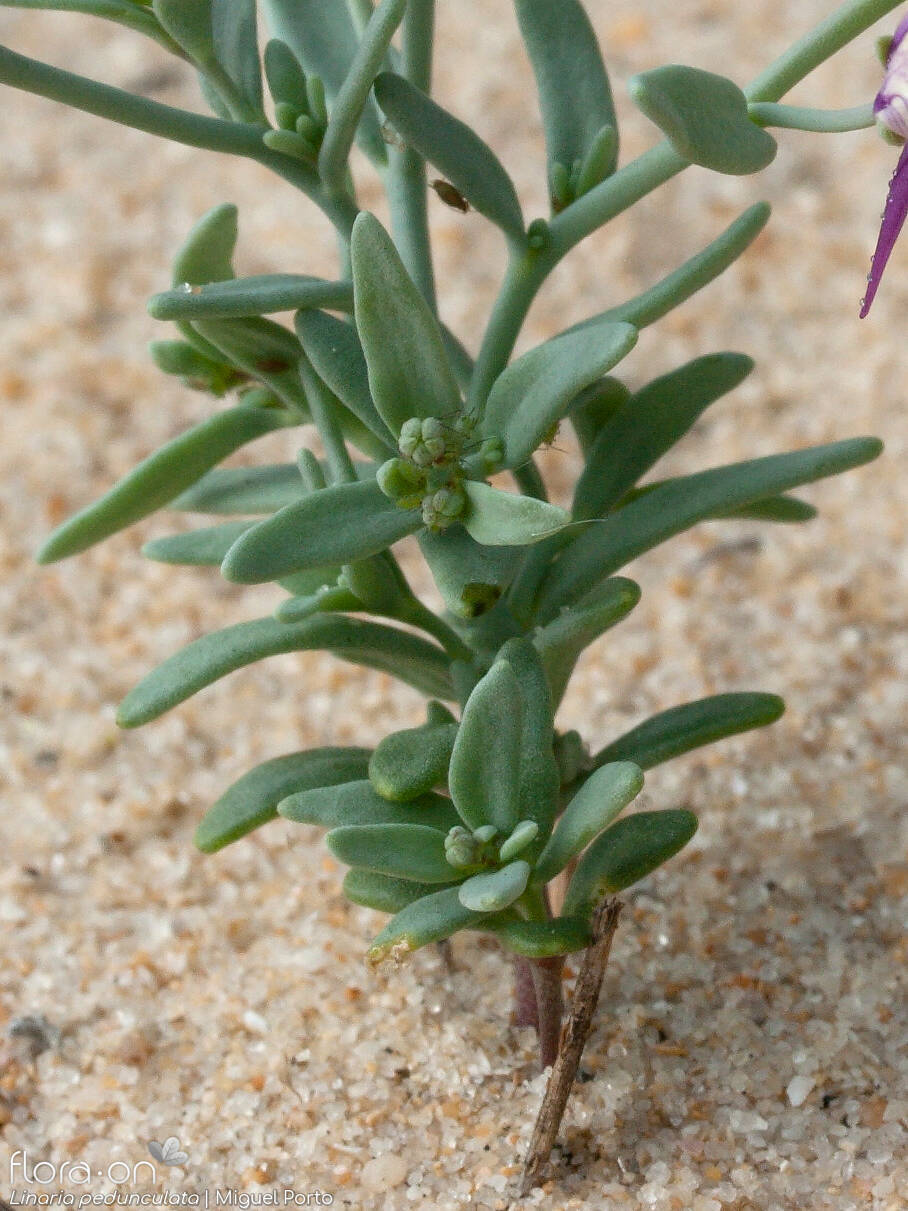 Linaria pedunculata - Folha | Miguel Porto; CC BY-NC 4.0