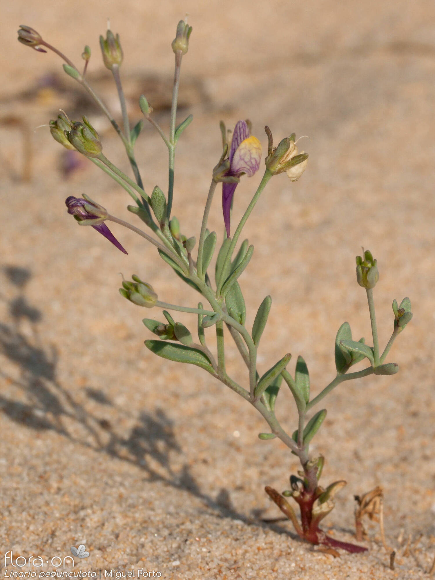 Linaria pedunculata - Hábito | Miguel Porto; CC BY-NC 4.0