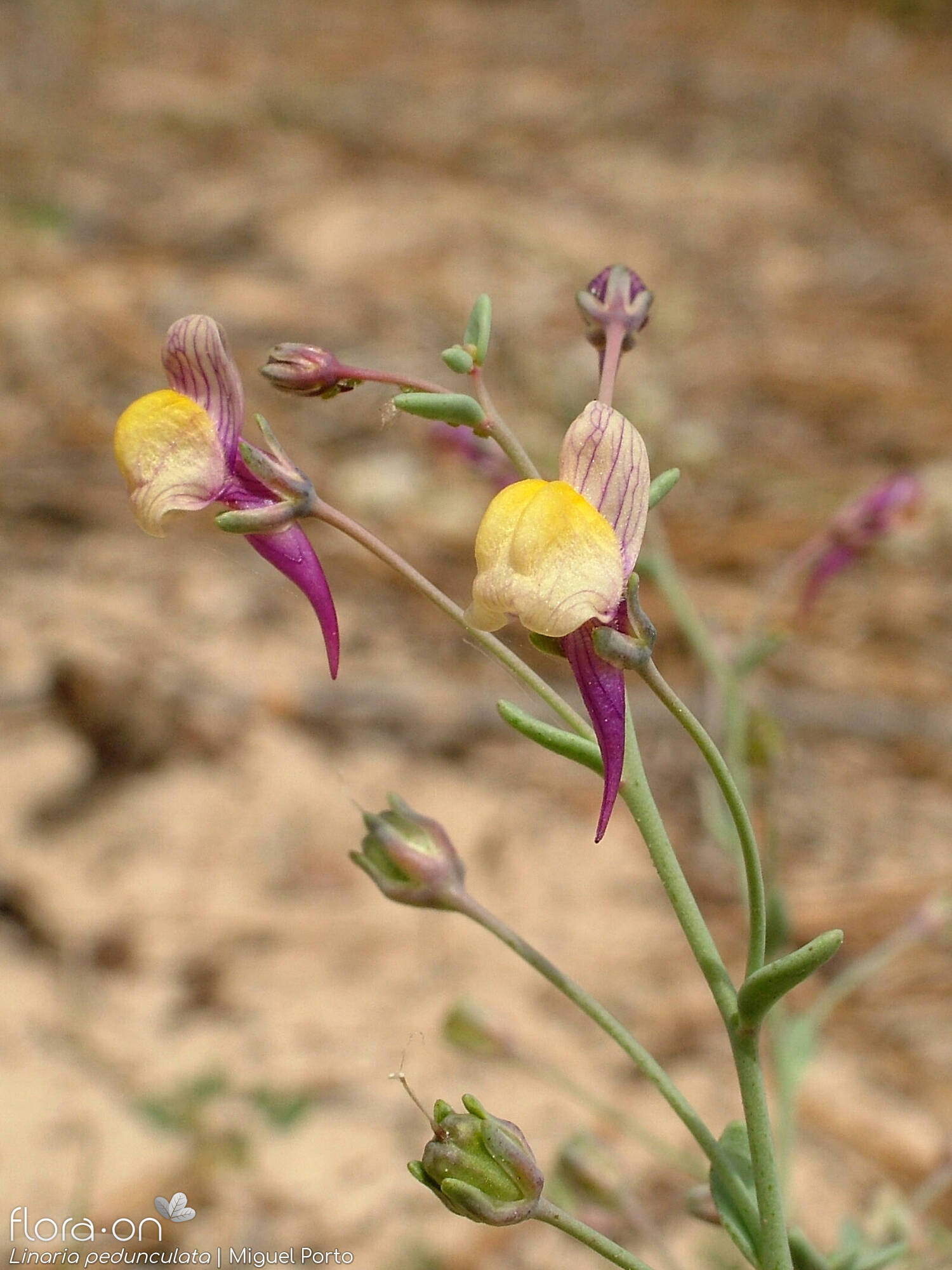 Linaria pedunculata - Flor (geral) | Miguel Porto; CC BY-NC 4.0