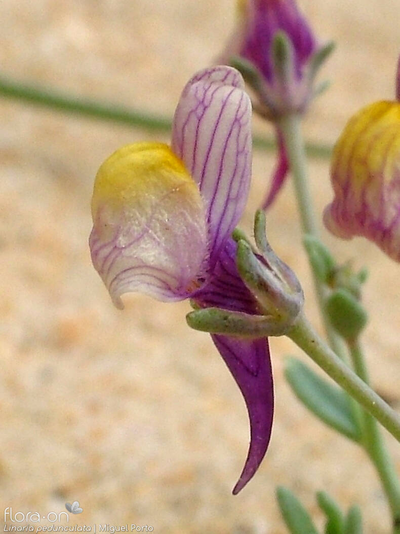 Linaria pedunculata - Flor (close-up) | Miguel Porto; CC BY-NC 4.0