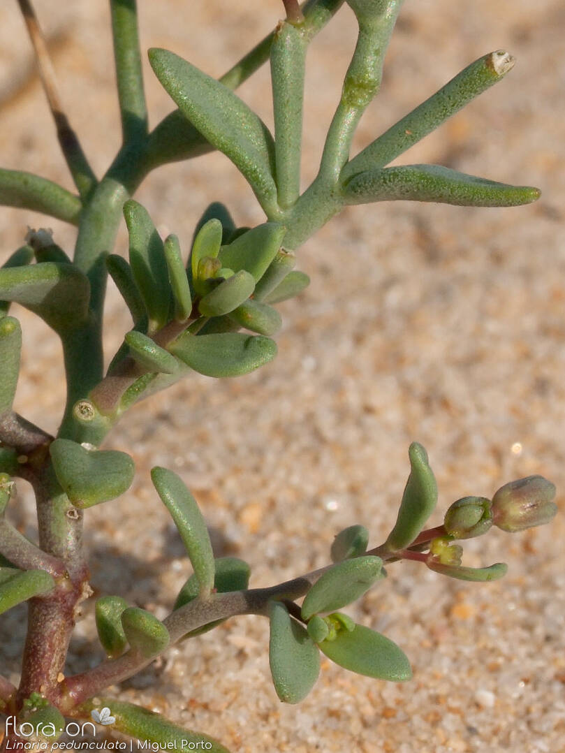 Linaria pedunculata - Folha | Miguel Porto; CC BY-NC 4.0