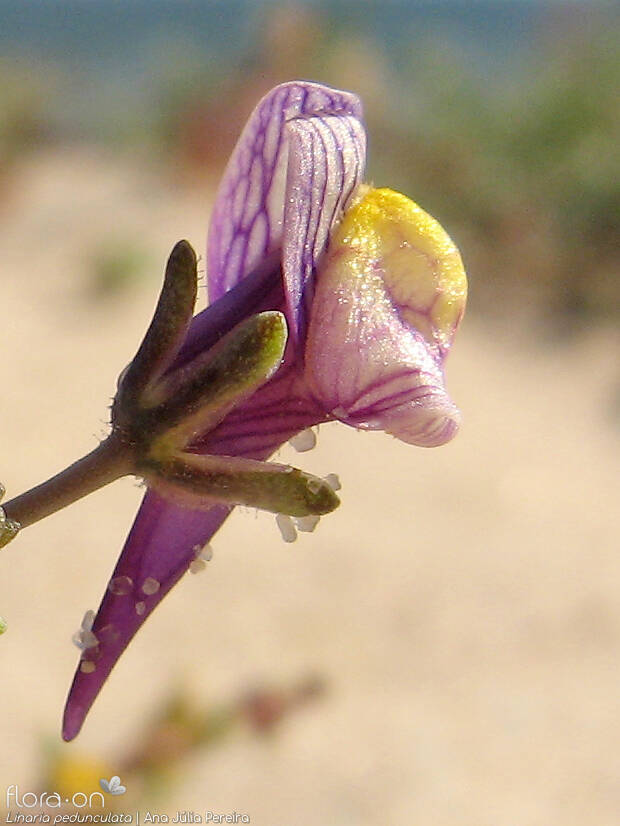Linaria pedunculata - Flor (close-up) | Ana Júlia Pereira; CC BY-NC 4.0
