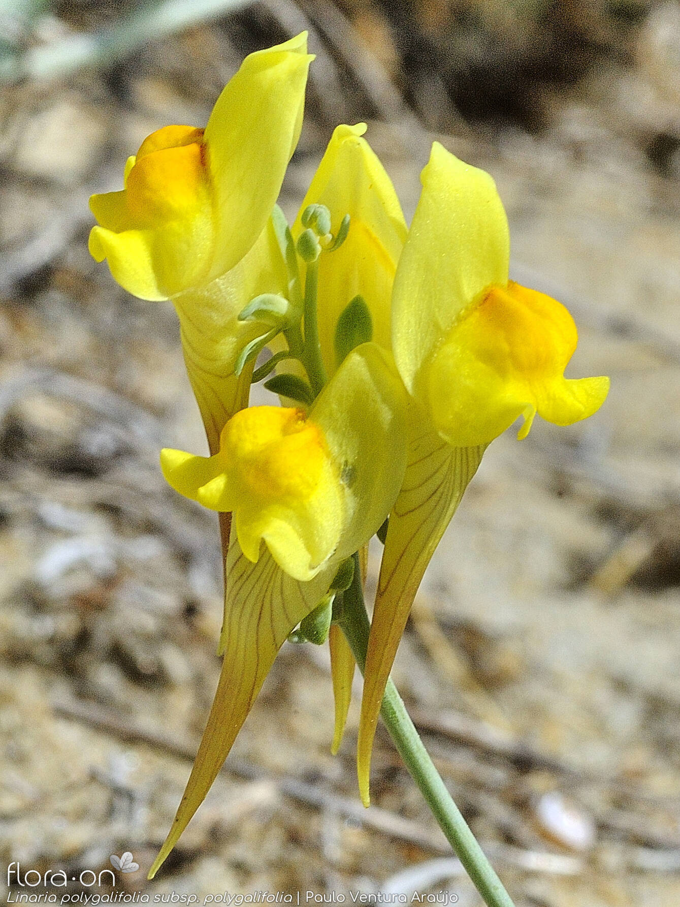 Linaria polygalifolia