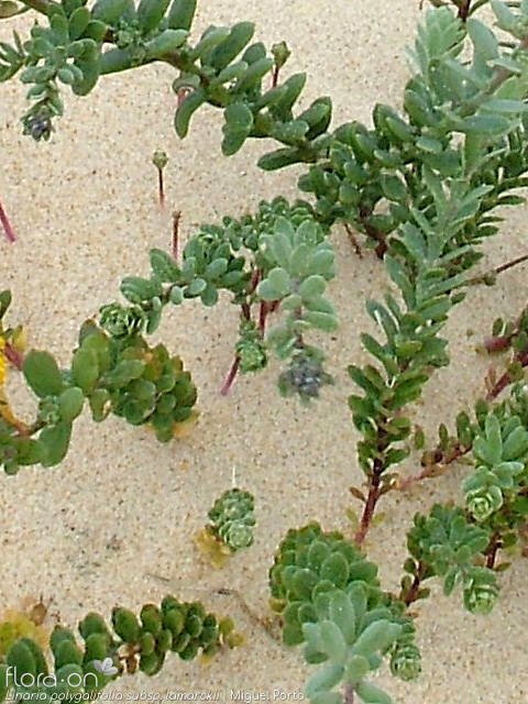 Linaria polygalifolia - Hábito | Miguel Porto; CC BY-NC 4.0