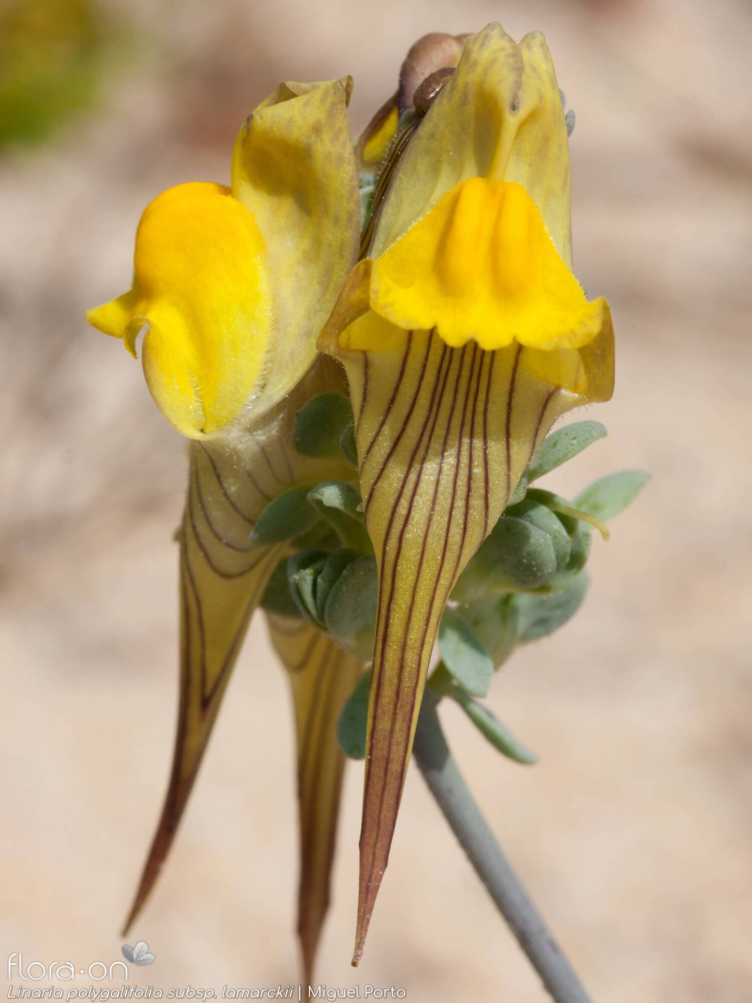Linaria polygalifolia - Flor (geral) | Miguel Porto; CC BY-NC 4.0