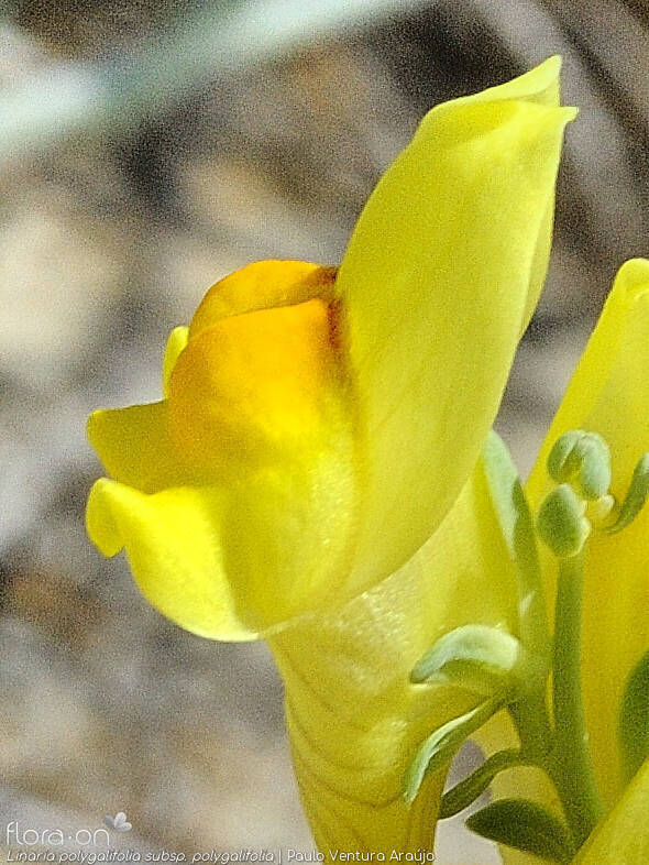 Linaria polygalifolia - Flor (close-up) | Paulo Ventura Araújo; CC BY-NC 4.0