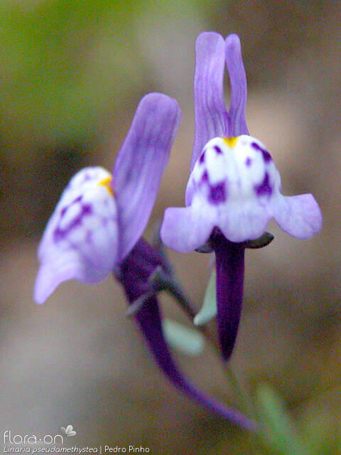 Linaria pseudamethystea - Flor (geral) | Pedro Pinho; CC BY-NC 4.0