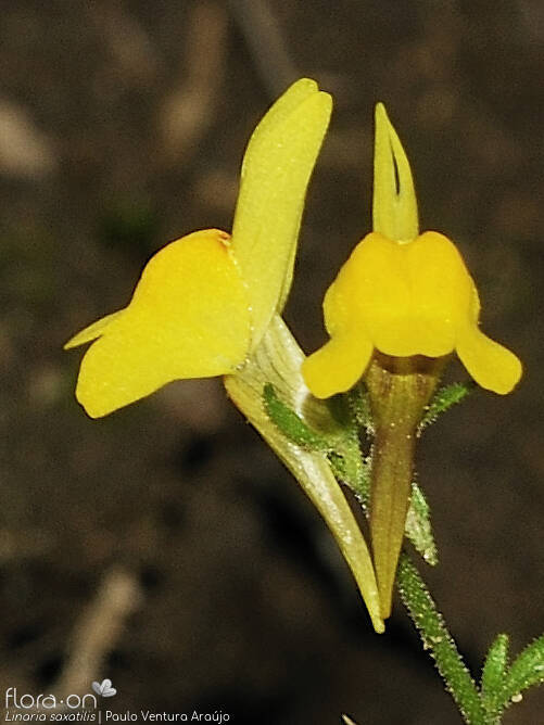 Linaria saxatilis