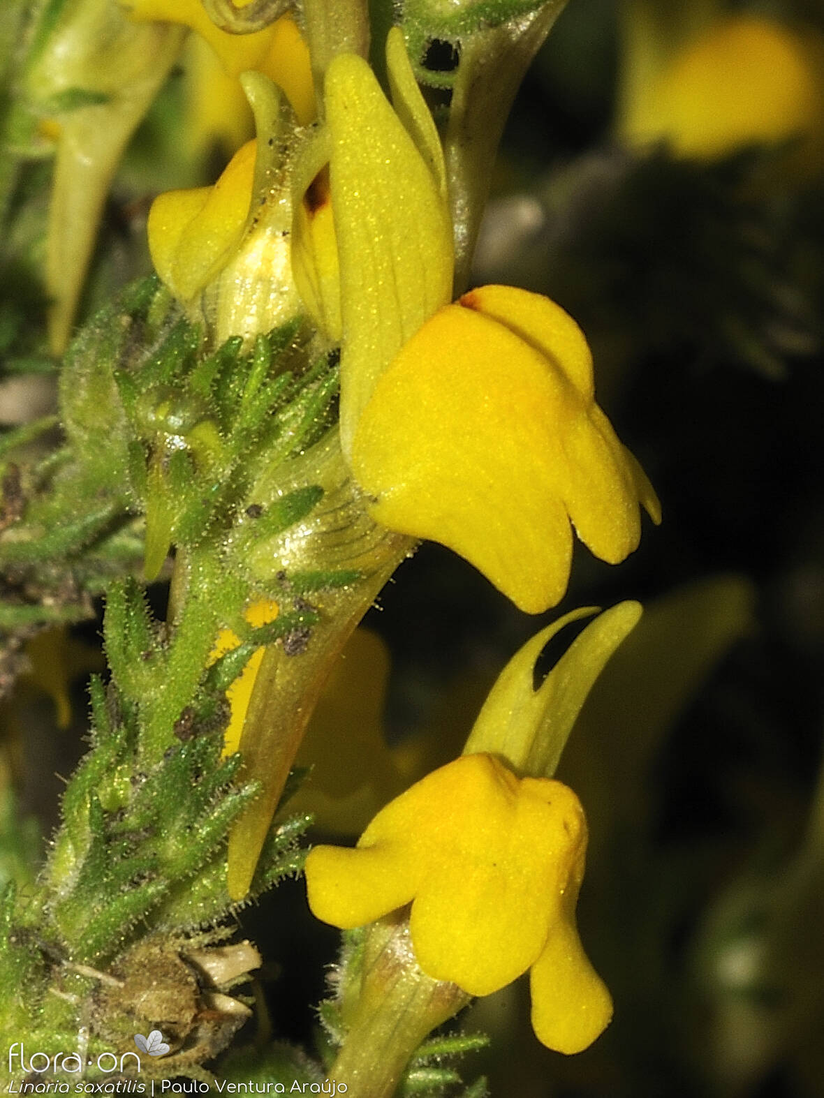 Linaria saxatilis - Flor (close-up) | Paulo Ventura Araújo; CC BY-NC 4.0
