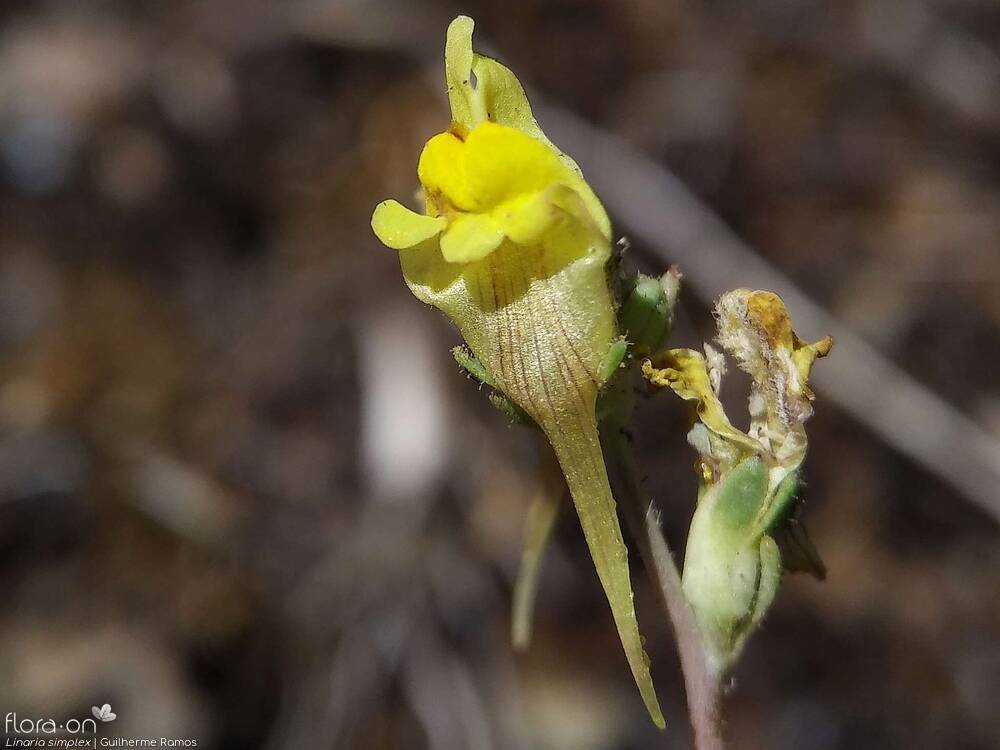 Linaria simplex