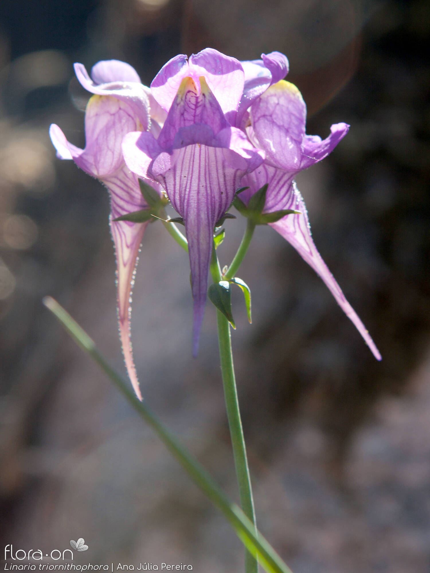 Linaria triornithophora