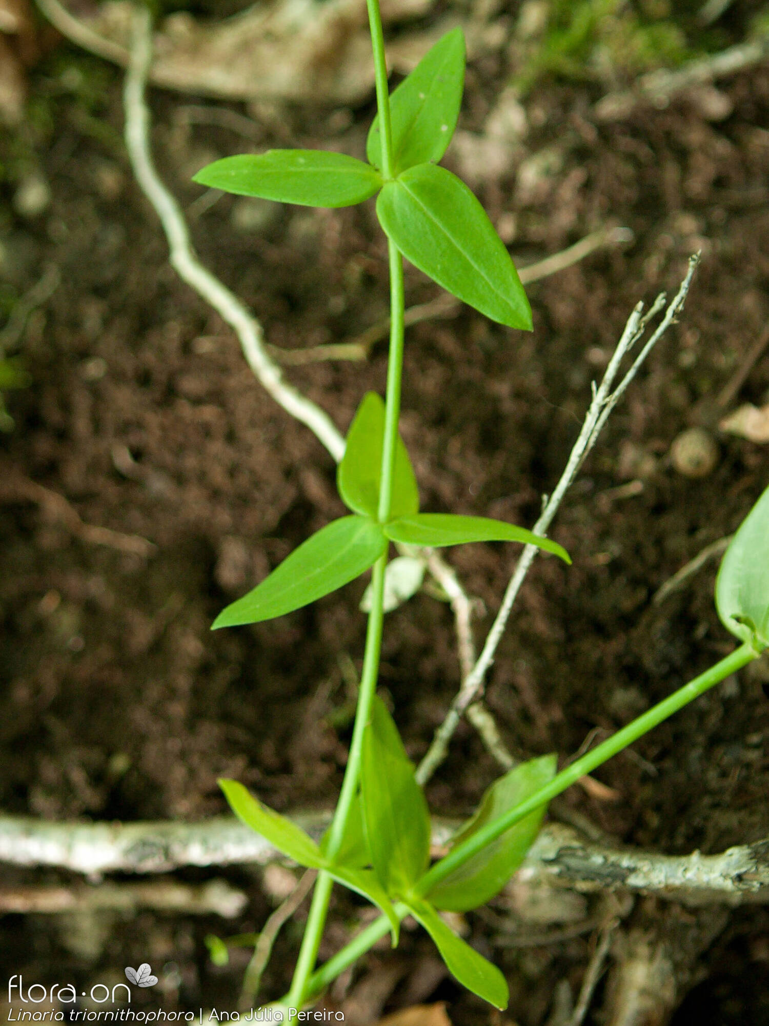Linaria triornithophora - Folha | Ana Júlia Pereira; CC BY-NC 4.0