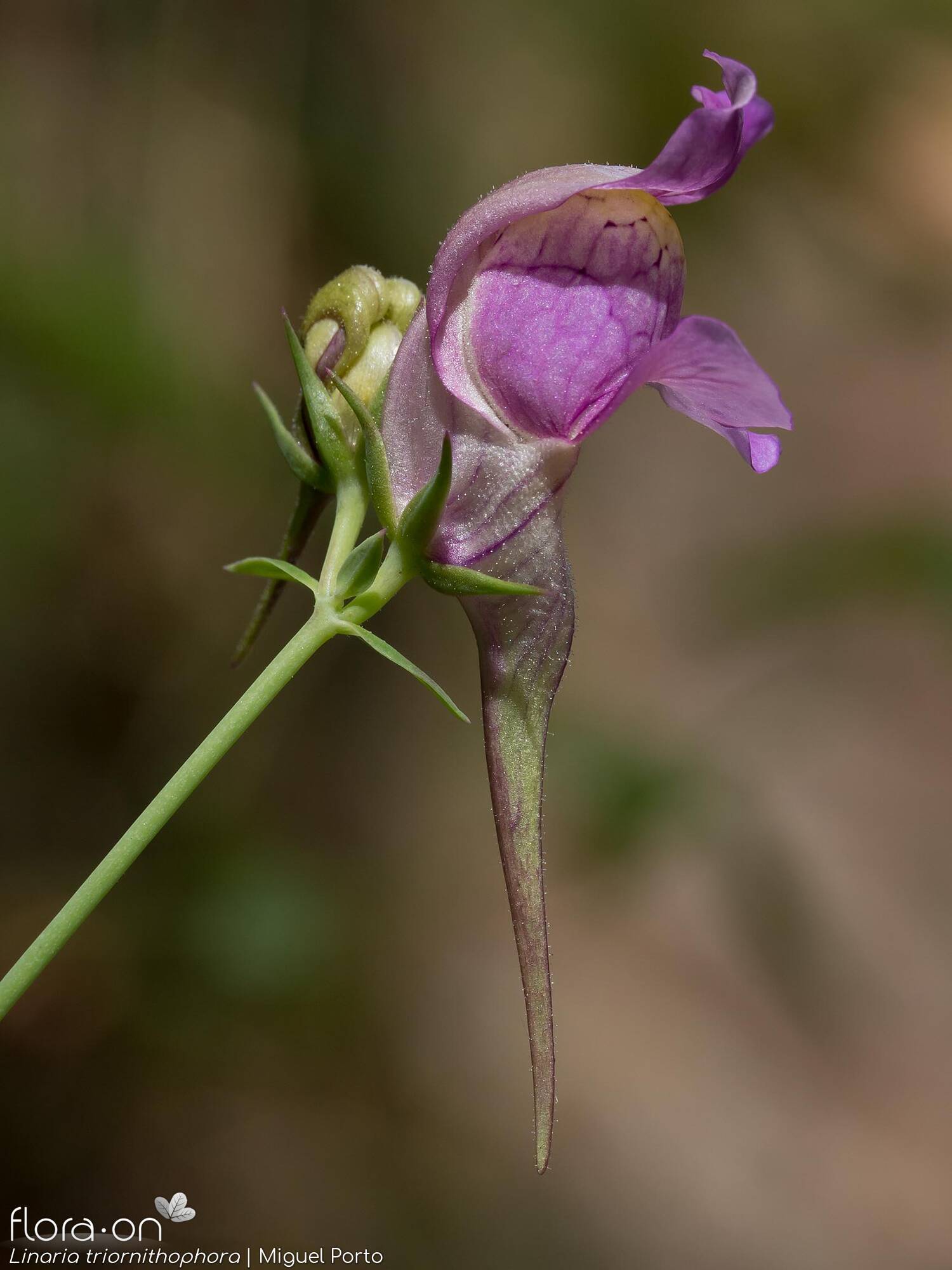 Linaria triornithophora - Flor (close-up) | Miguel Porto; CC BY-NC 4.0