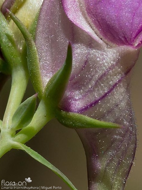 Linaria triornithophora - Cálice | Miguel Porto; CC BY-NC 4.0