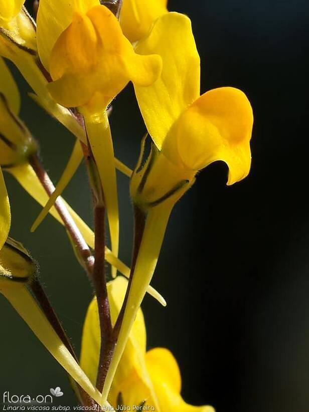 Linaria viscosa viscosa - Flor (close-up) | Ana Júlia Pereira; CC BY-NC 4.0