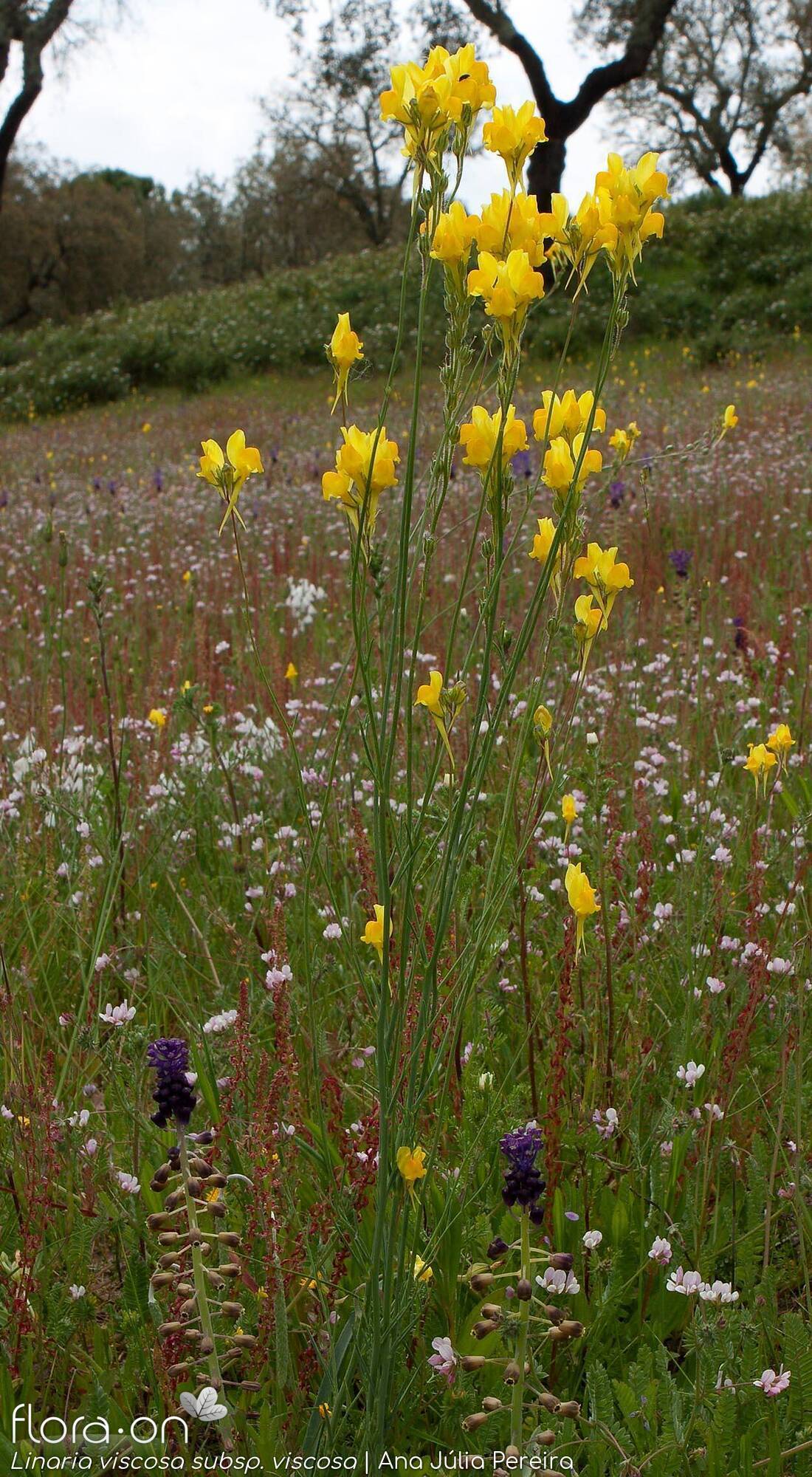 Linaria viscosa - Hábito | Ana Júlia Pereira; CC BY-NC 4.0