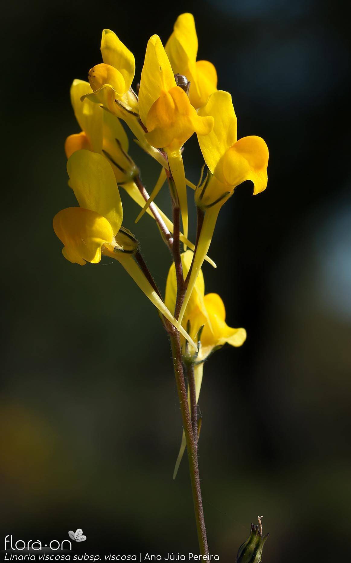 Linaria viscosa - Flor (geral) | Ana Júlia Pereira; CC BY-NC 4.0