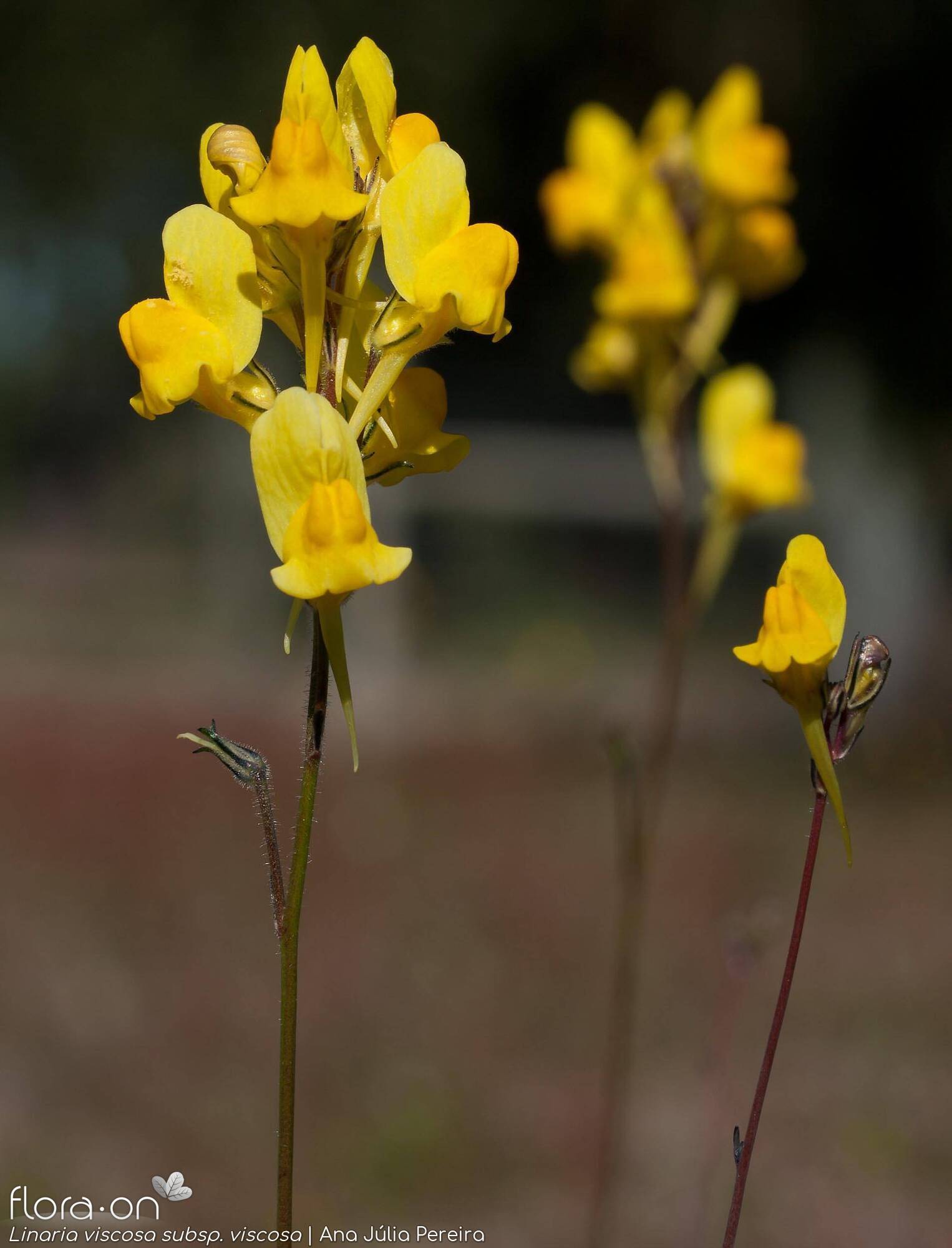 Linaria viscosa - Flor (geral) | Ana Júlia Pereira; CC BY-NC 4.0