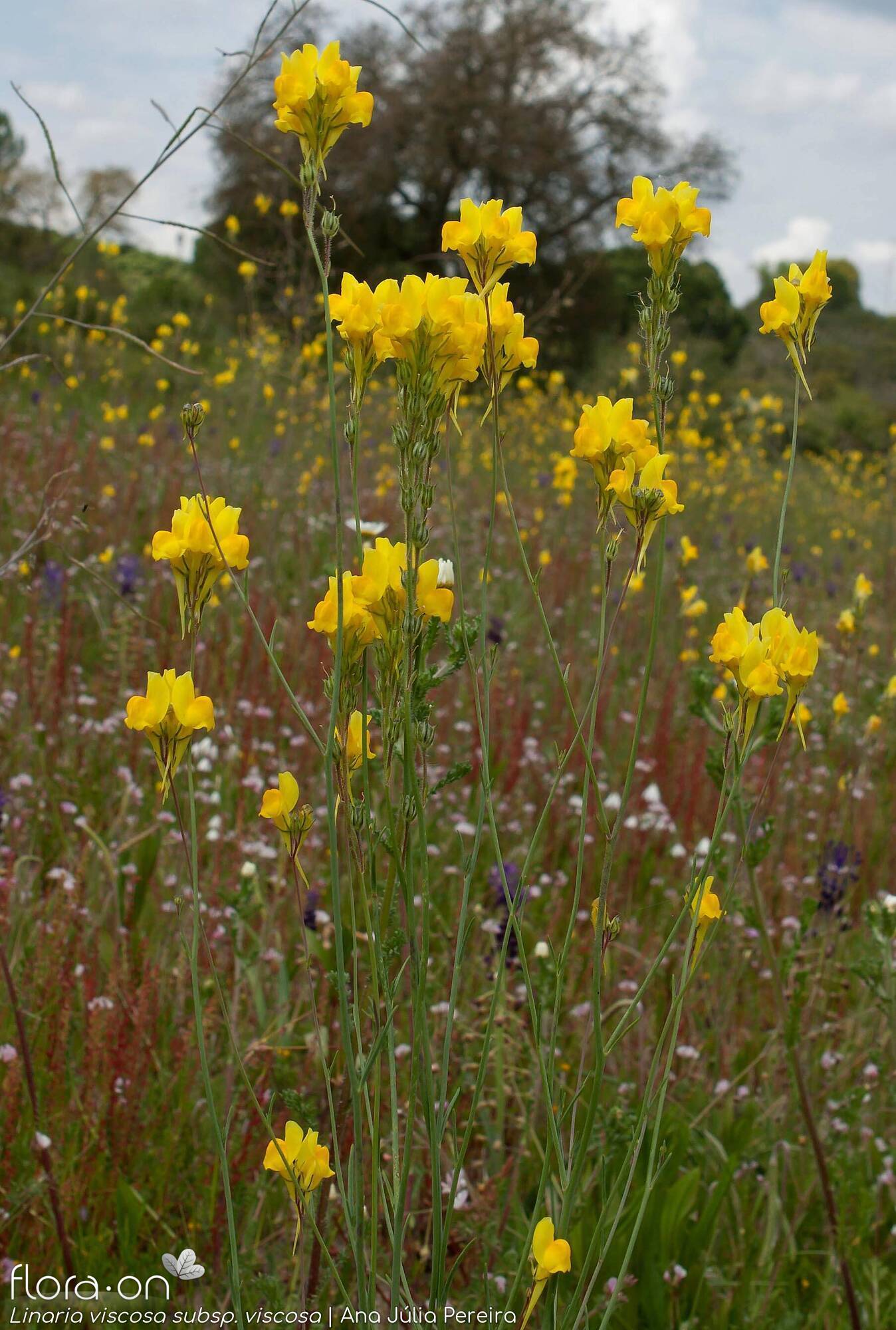 Linaria viscosa - Hábito | Ana Júlia Pereira; CC BY-NC 4.0