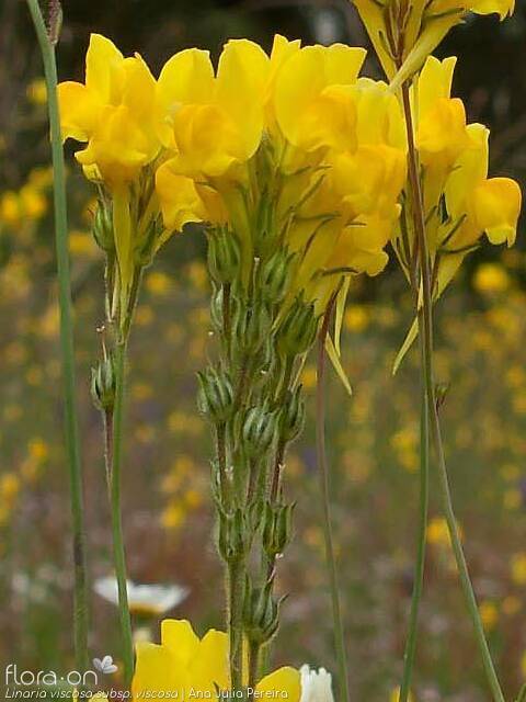 Linaria viscosa - Flor (geral) | Ana Júlia Pereira; CC BY-NC 4.0