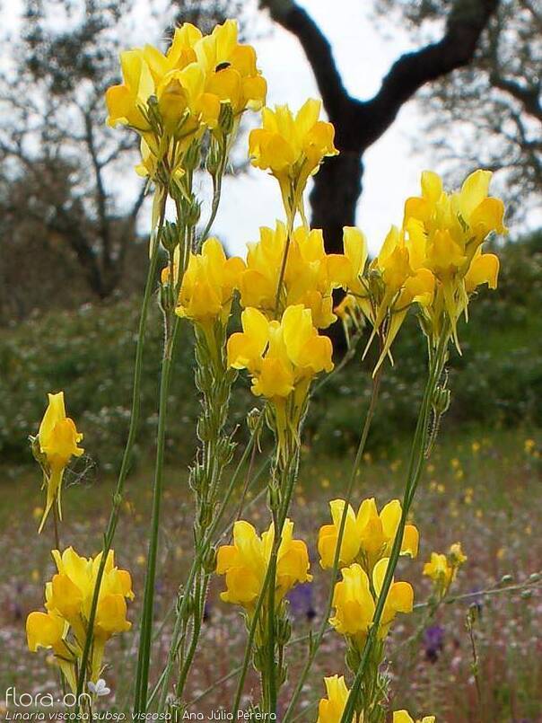 Linaria viscosa - Flor (geral) | Ana Júlia Pereira; CC BY-NC 4.0