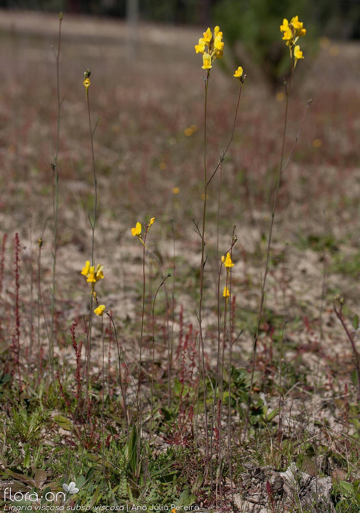 Linaria viscosa - Hábito | Ana Júlia Pereira; CC BY-NC 4.0