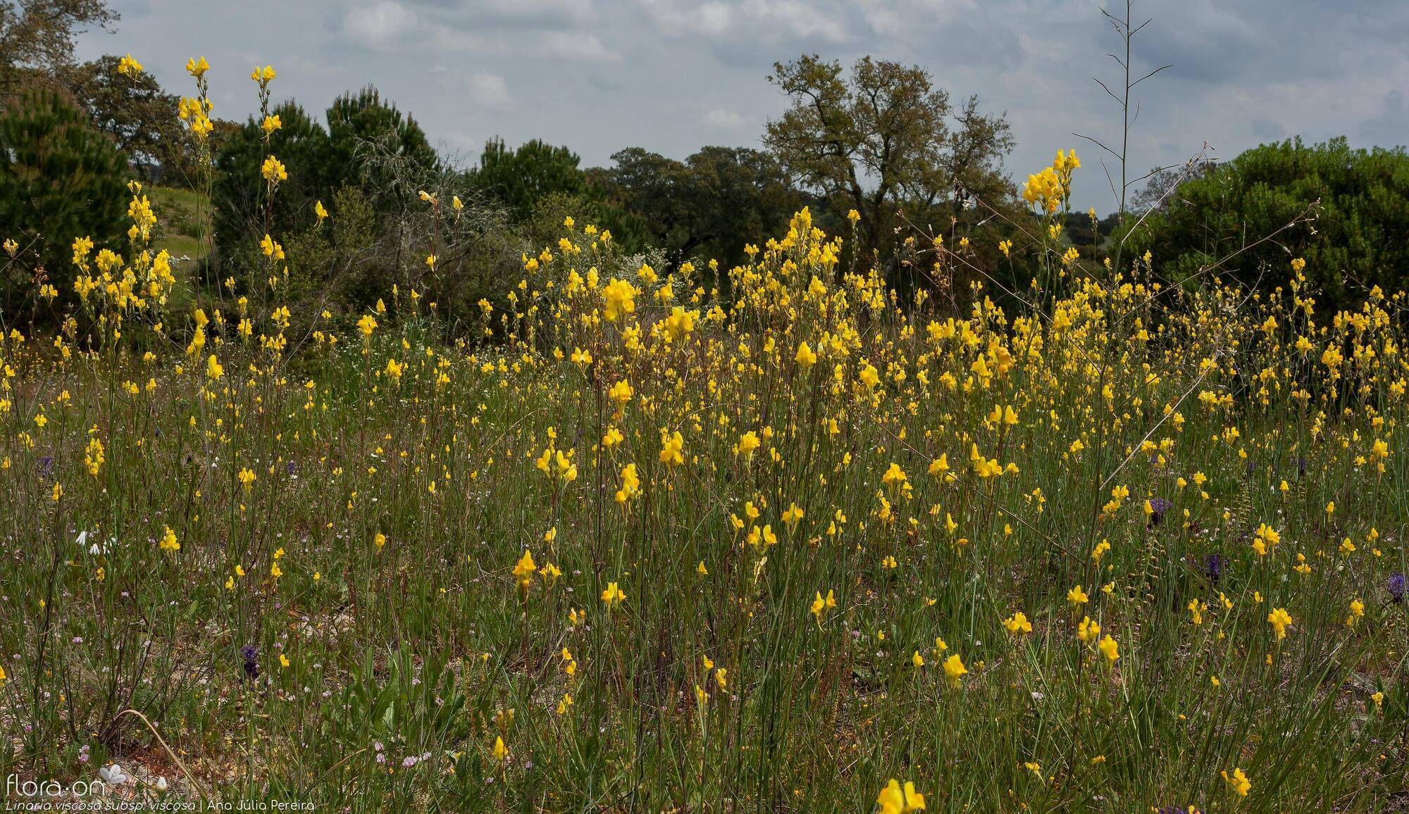 Linaria viscosa - Habitat | Ana Júlia Pereira; CC BY-NC 4.0