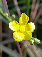 Linum maritimum