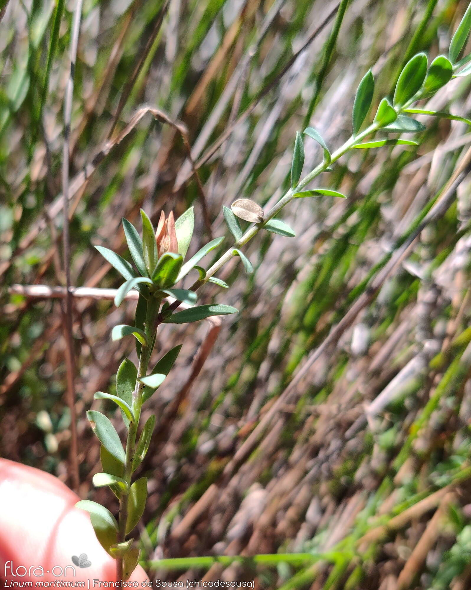 Linum maritimum - Folha (geral) | Francisco de Sousa (chicodesousa); CC BY-NC 4.0