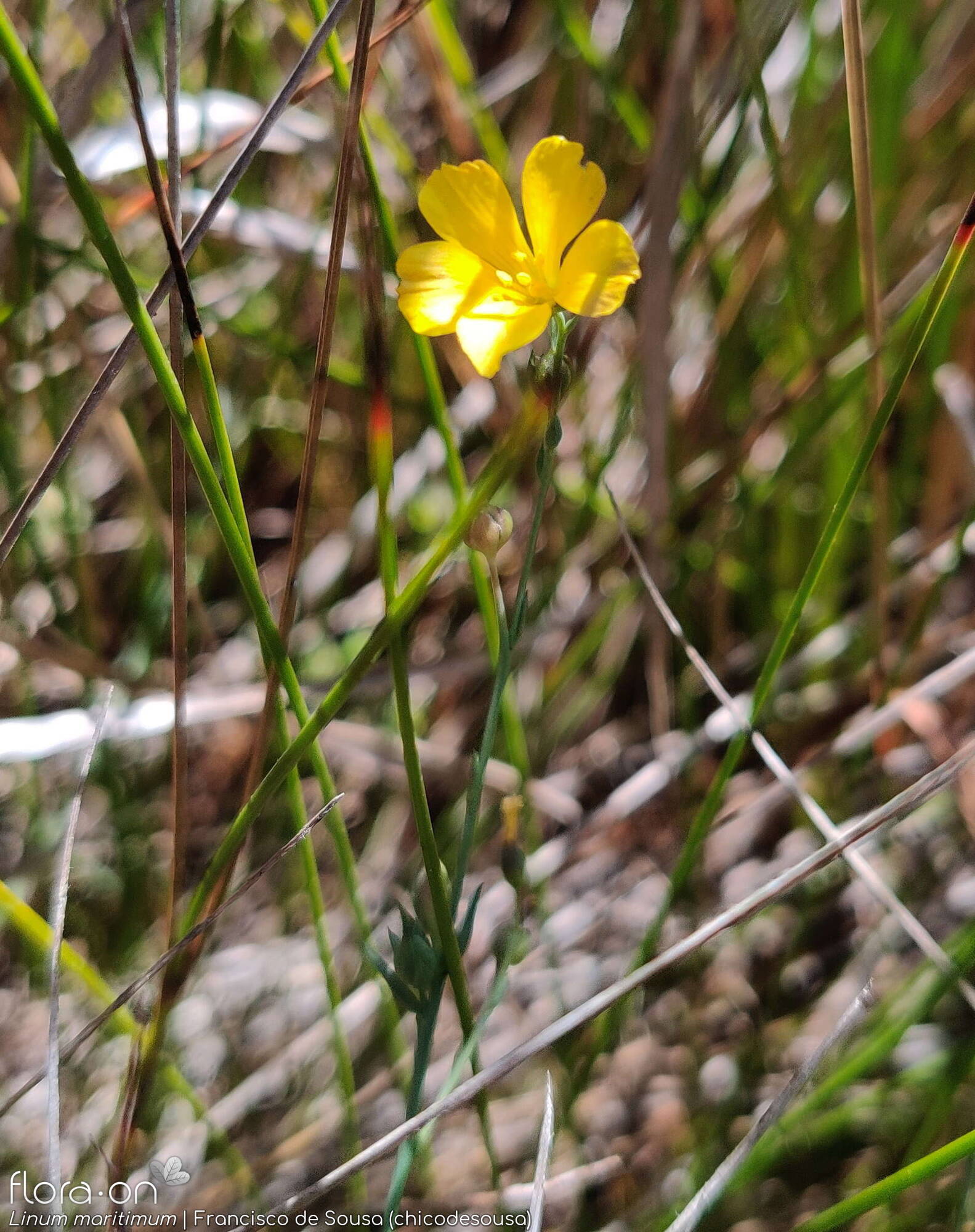 Linum maritimum - Flor (geral) | Francisco de Sousa (chicodesousa); CC BY-NC 4.0