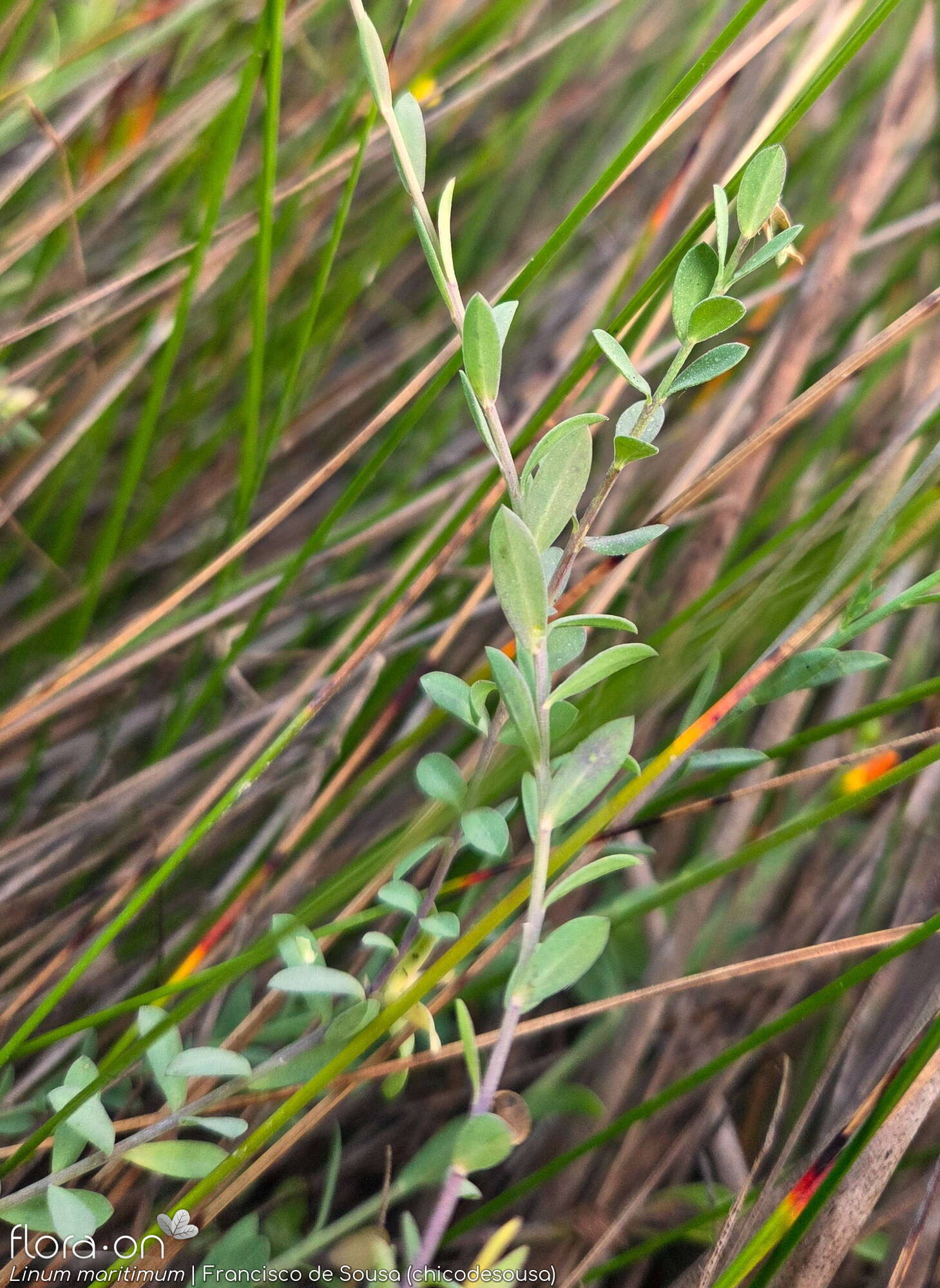 Linum maritimum - Folha (geral) | Francisco de Sousa (chicodesousa); CC BY-NC 4.0