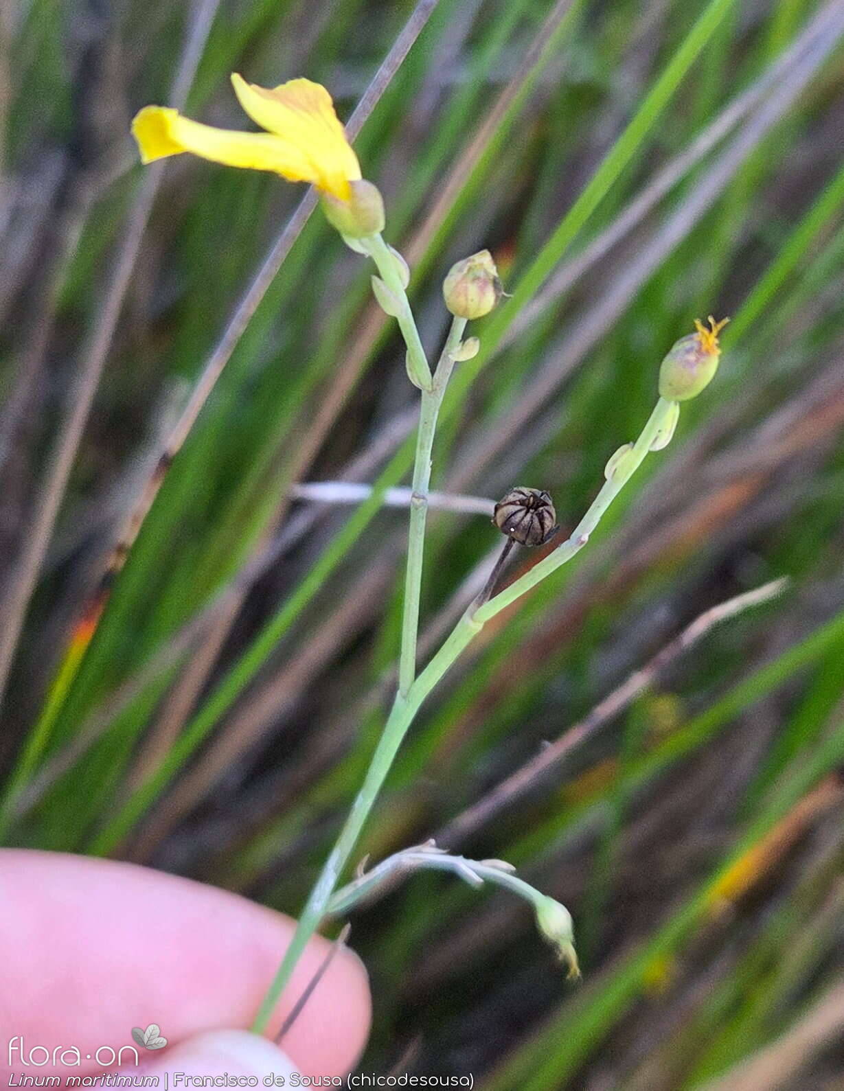 Linum maritimum - Flor (geral) | Francisco de Sousa (chicodesousa); CC BY-NC 4.0