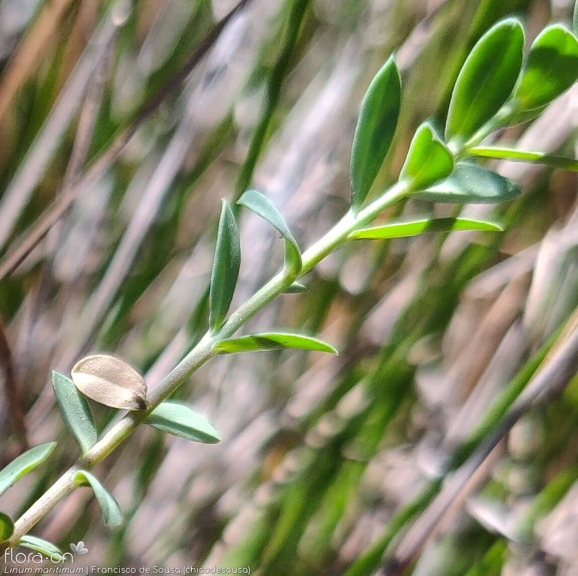 Linum maritimum - Folha | Francisco de Sousa (chicodesousa); CC BY-NC 4.0