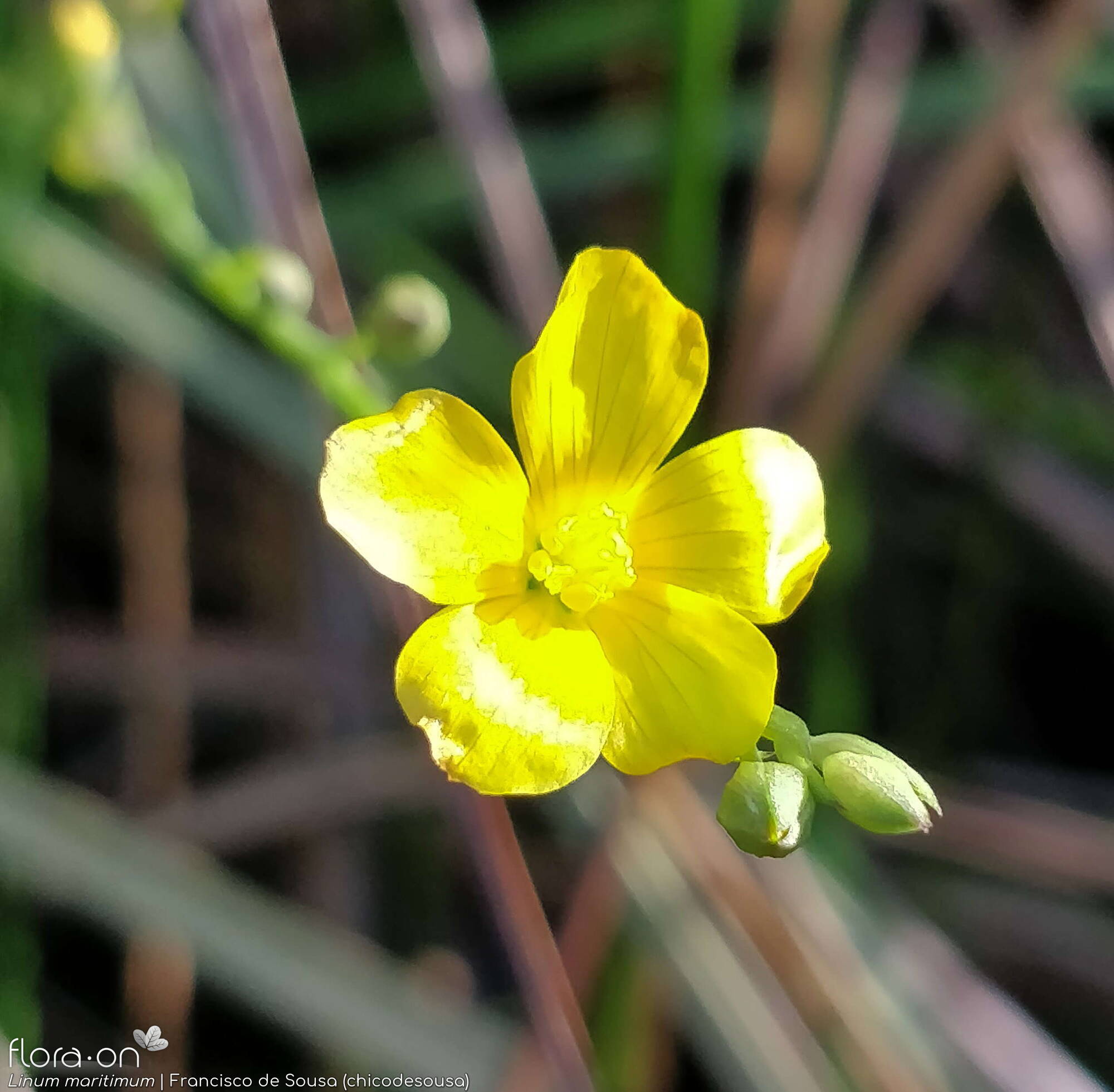 Linum maritimum - Flor (close-up) | Francisco de Sousa (chicodesousa); CC BY-NC 4.0