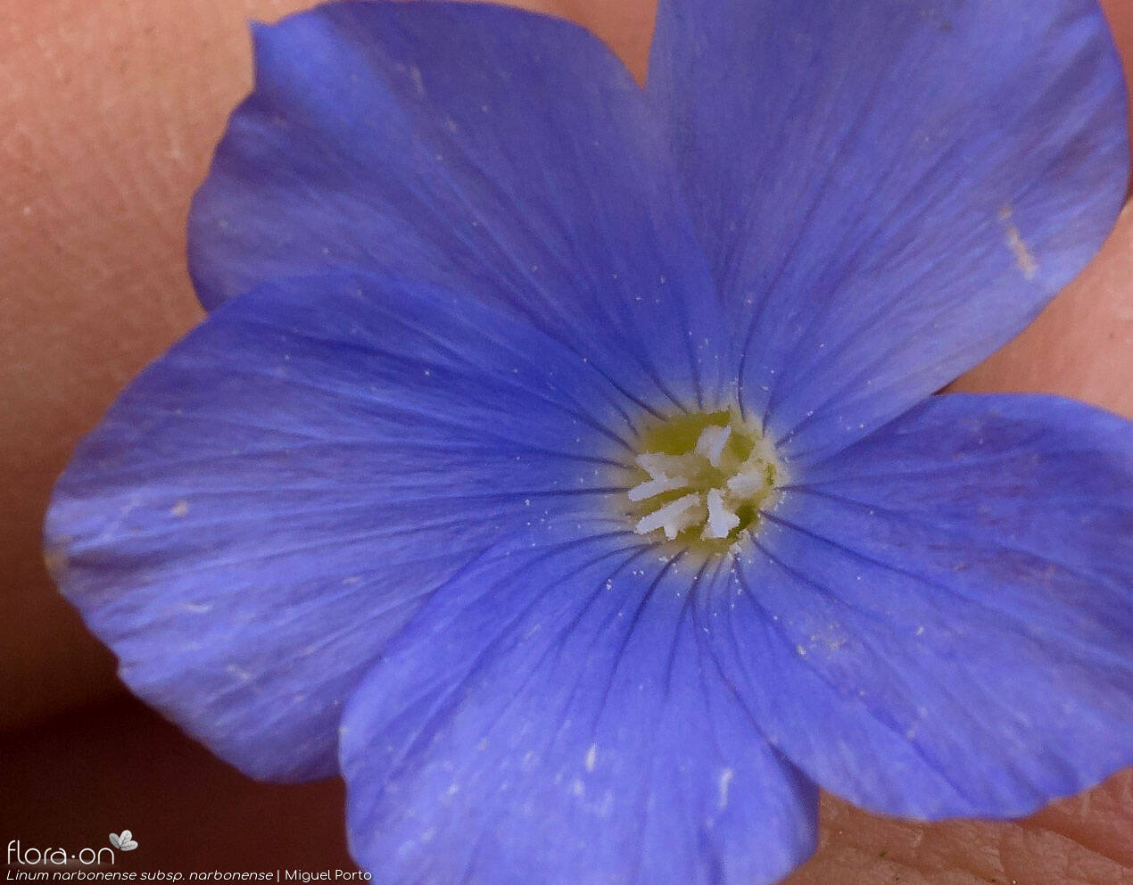 Linum narbonense - Flor (close-up) | Miguel Porto; CC BY-NC 4.0