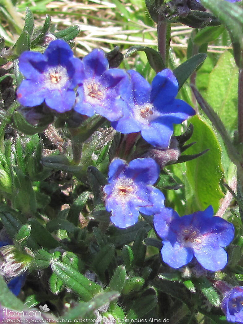 Lithodora