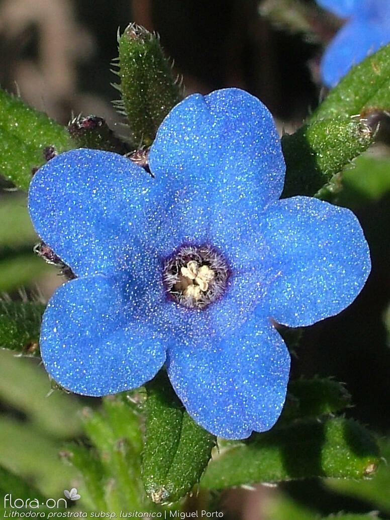Lithodora prostrata - Flor (close-up) | Miguel Porto; CC BY-NC 4.0